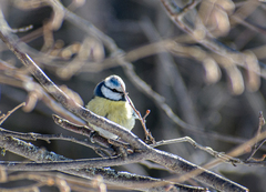 Cyanistes caeruleus