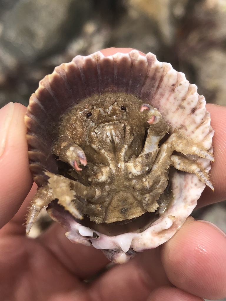 granulate shellback crab