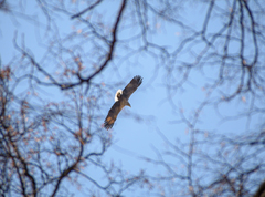 Haliaeetus albicilla