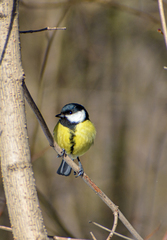 Parus major