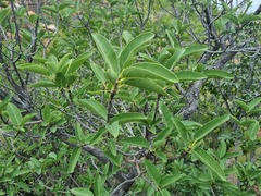 Ficus salicifolia