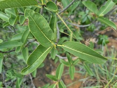 Ficus salicifolia