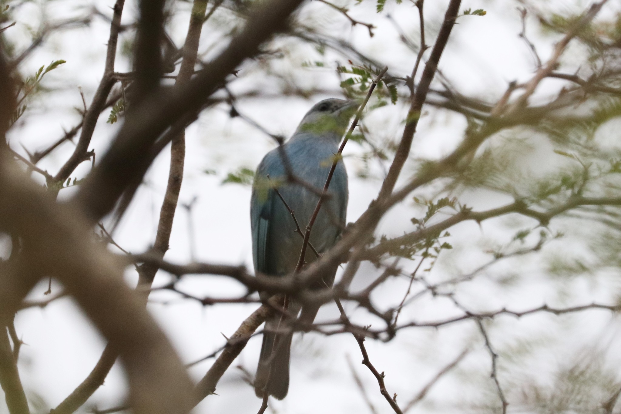 Glaucous Tanager illustration
