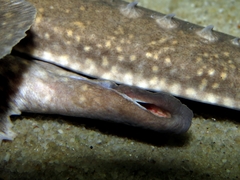 Potamotrygon motoro