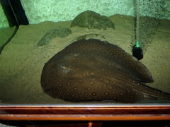 Potamotrygon motoro
