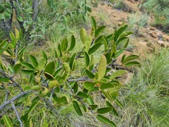 Ximenia caffra