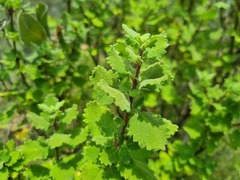 Tetradenia brevispicata