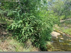 Halleria lucida