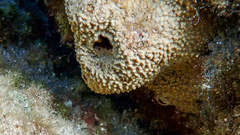 Irciniidae