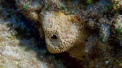 Irciniidae