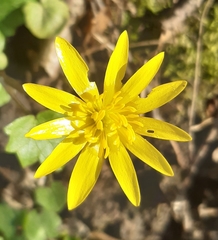 Ficaria verna