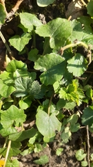 Ficaria verna