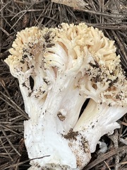 Ramaria magnipes