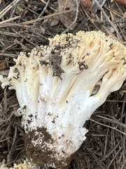 Ramaria magnipes