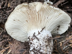 Russula adusta