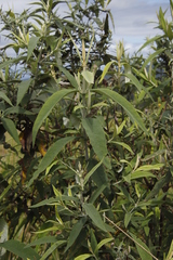 Buddleja salviifolia image