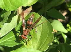 Aphanilopterus