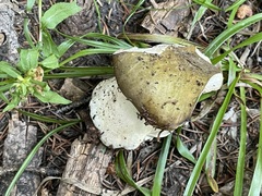 Russula clavipes