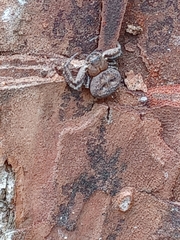 Bassaniana floridana