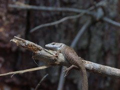 Sierra Morena Arboreal Alligator Lizards photo 2