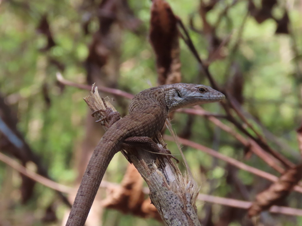 Sierra Morena Arboreal Alligator Lizards