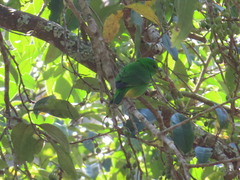 Chlorophonia occipitalis