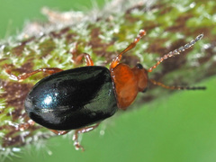 Podagrica fuscicornis