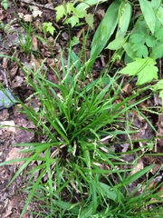 Carex gracillima