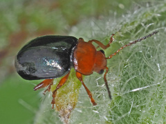 Podagrica fuscicornis