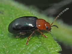 Podagrica fuscicornis