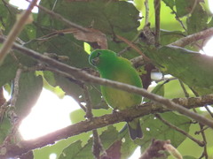 Chlorophonia occipitalis
