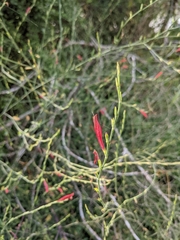 Dicliptera sexangularis