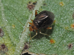 Halticus luteicollis