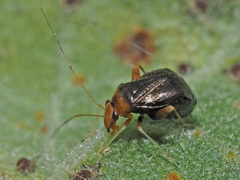 Halticus luteicollis