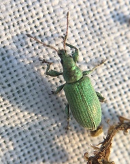 Phyllobius maculicornis