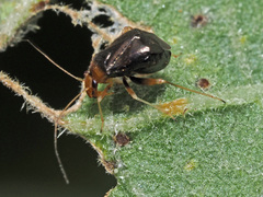 Halticus luteicollis