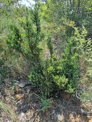 Osyris lanceolata