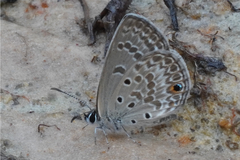 Euchrysops subpallida