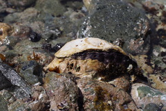 Patelloida saccharina