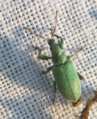 Phyllobius maculicornis