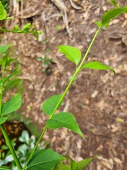 Halleria lucida