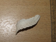 Zirfaea crispata