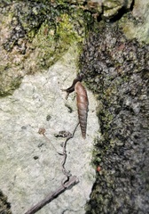Euphaedusa tetsui