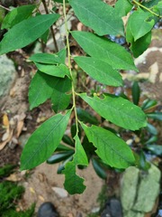 Ilex mitis