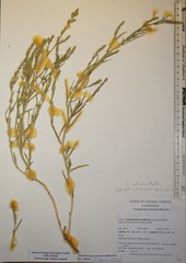 Corispermum villosum