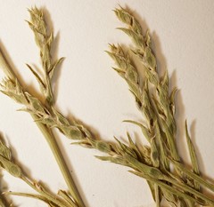 Corispermum villosum