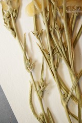 Corispermum villosum
