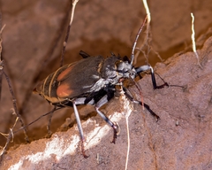 Apterocaulus heterogama