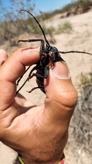 Apterocaulus heterogama