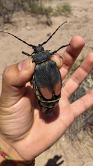 Apterocaulus heterogama